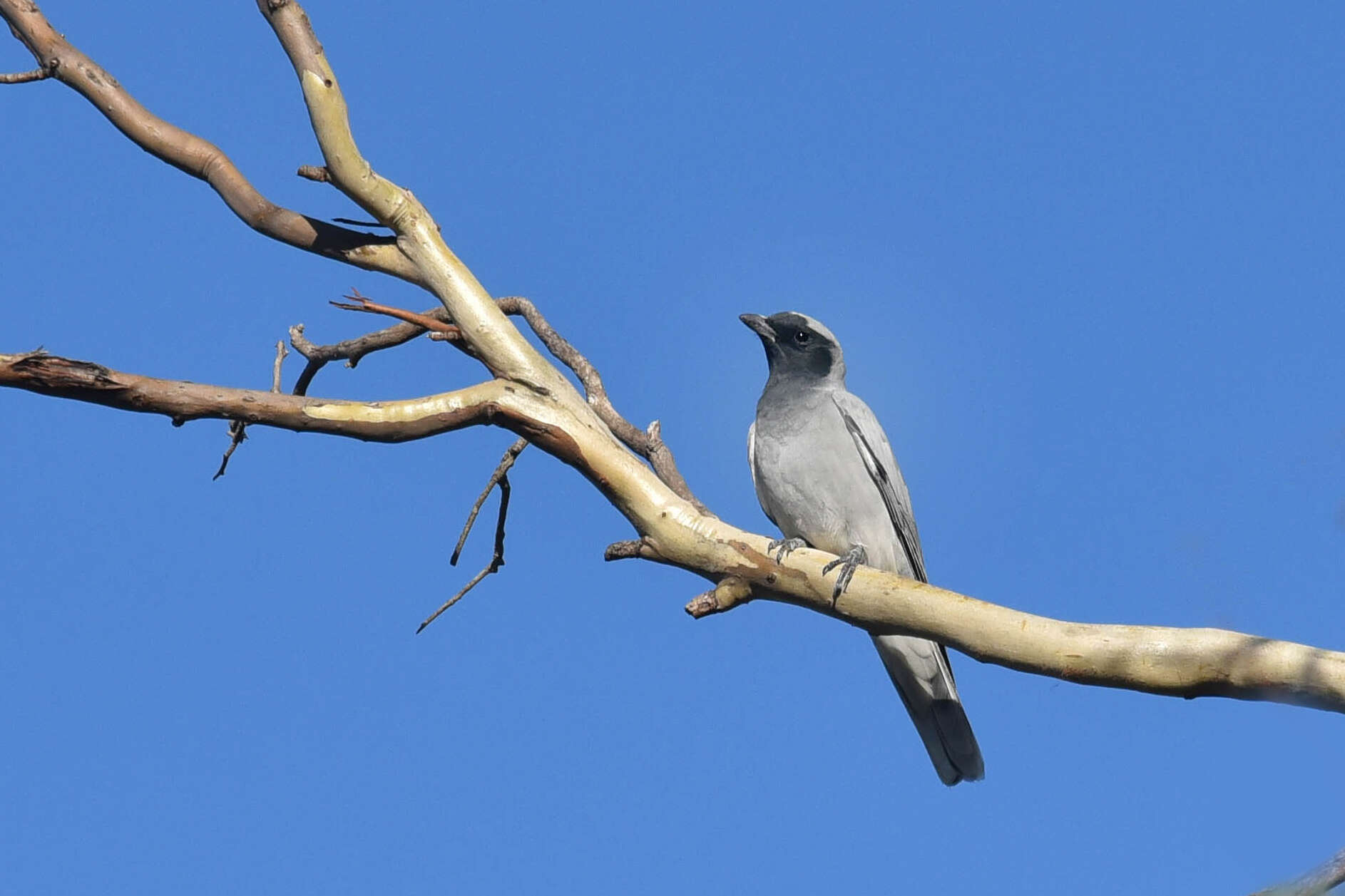 Image of Black-faced Cuckoo-shrike