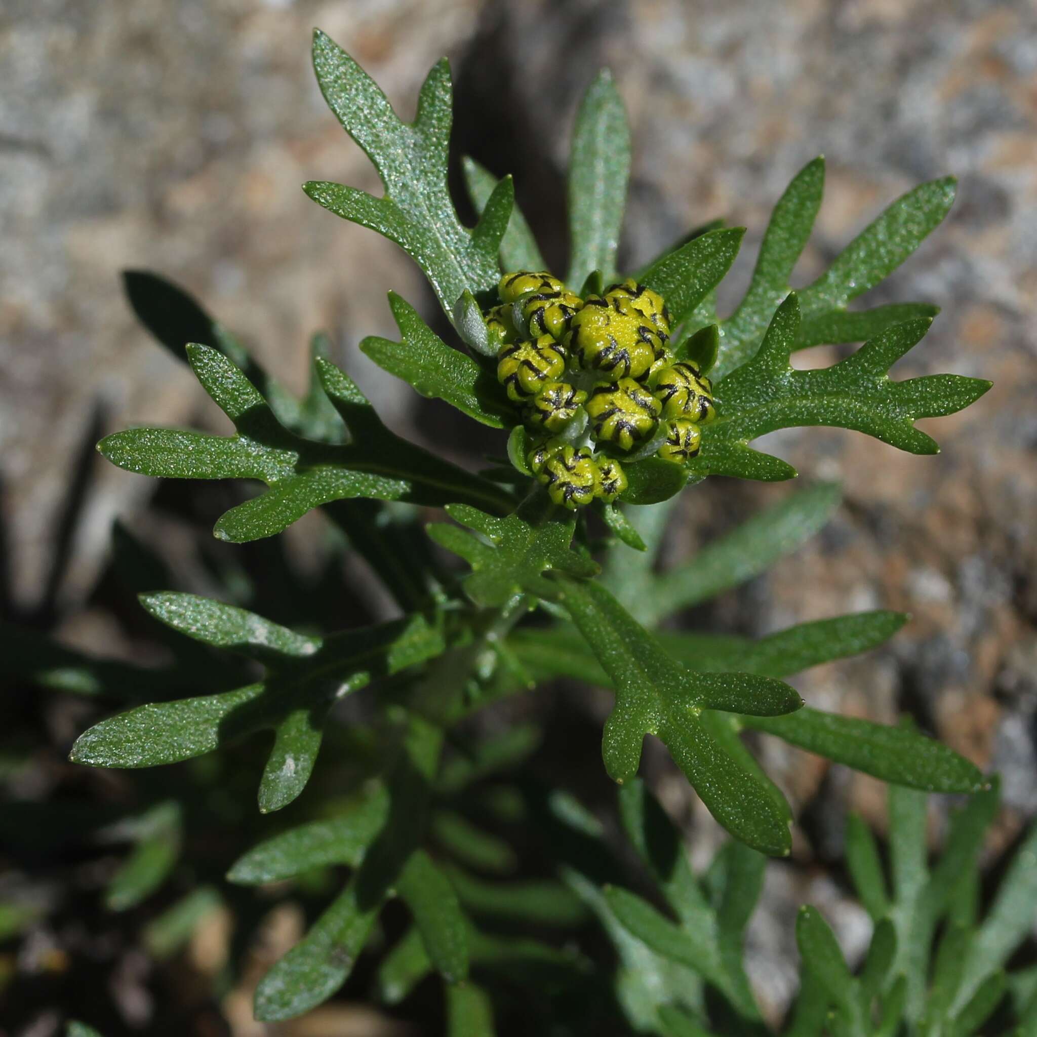 Image of Ajania rupestris (Matsum. & Koidz.) A. A. Muldashev