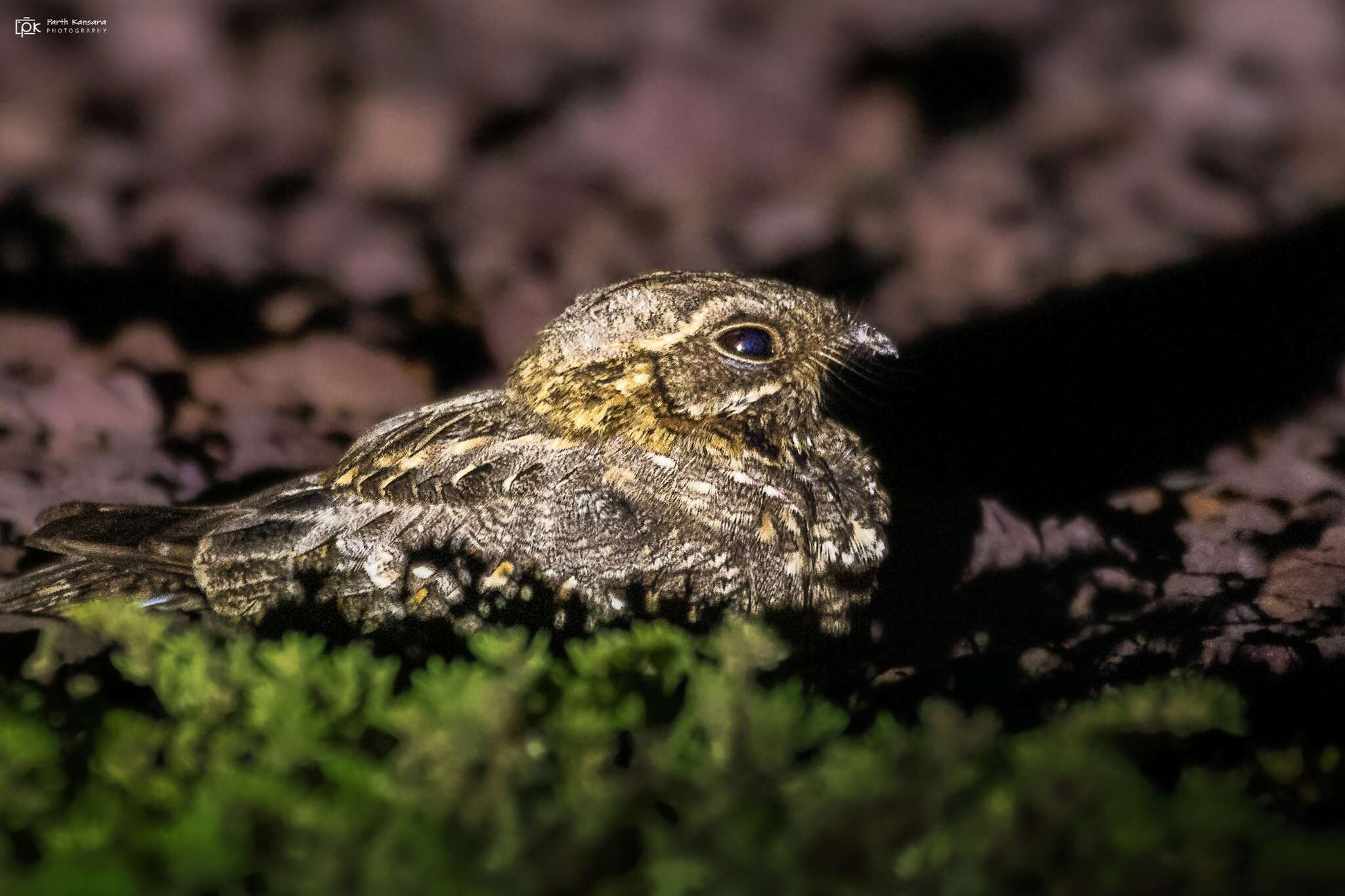 Image of Indian Nightjar