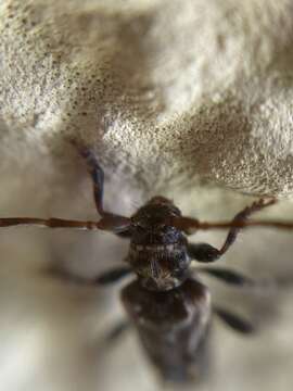 Image of Pogonocherus hispidus (Linné 1758)