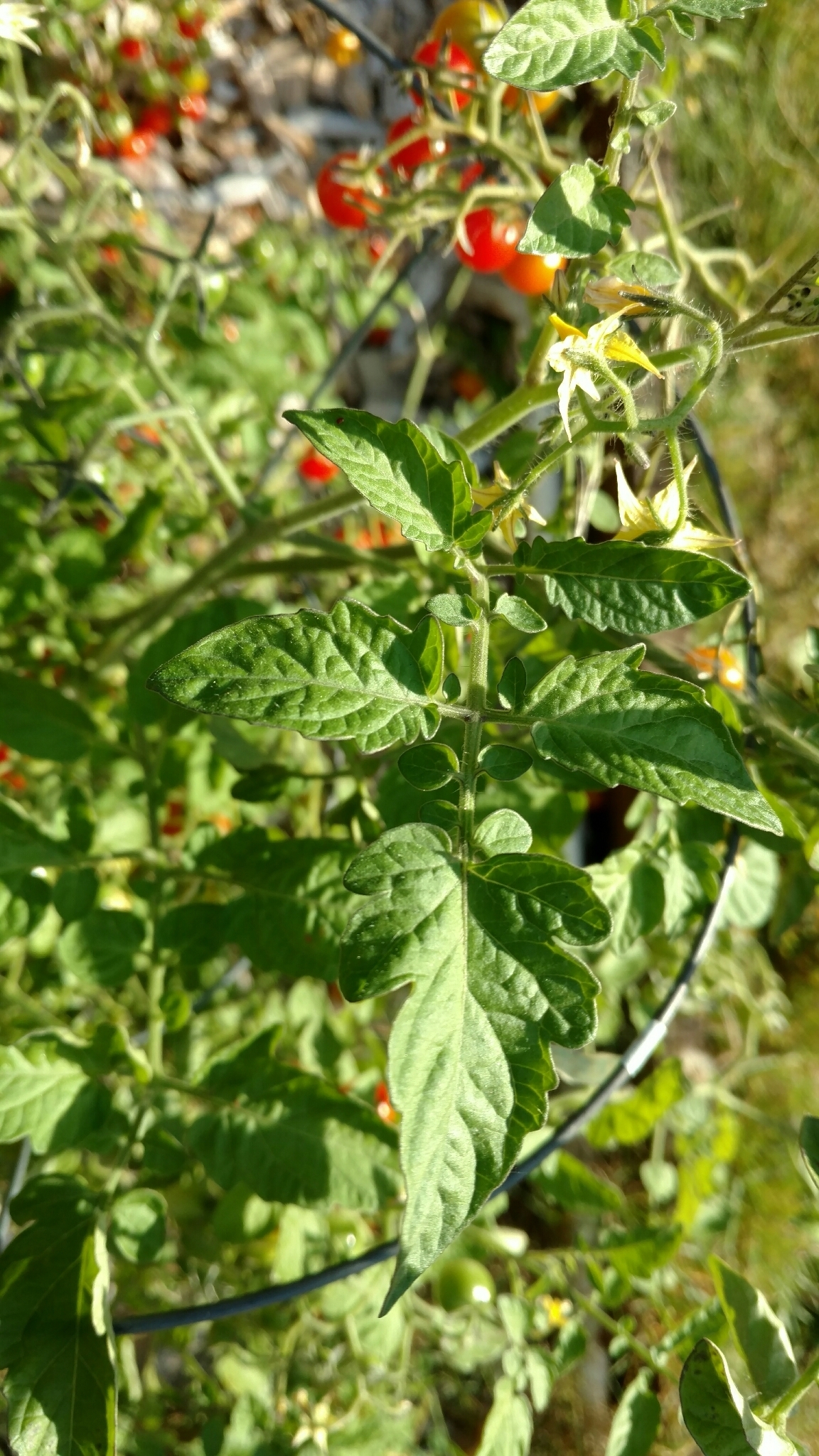 Image of <i>Solanum lycopersicum</i>