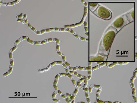 Image of Klebsormidiaceae