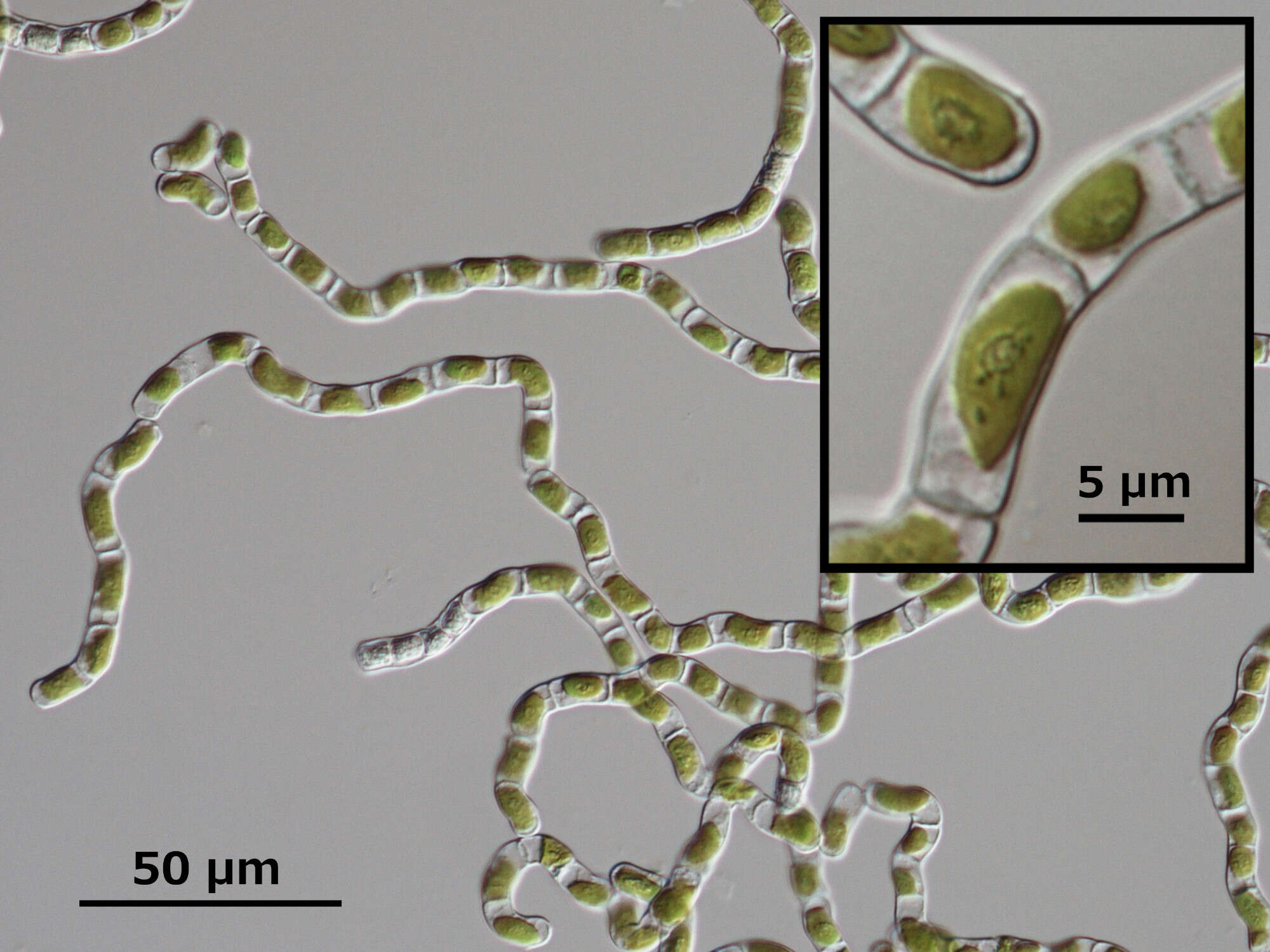 Слика од Klebsormidiaceae