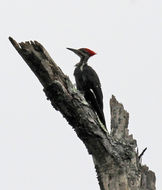 Image of Pileated Woodpecker