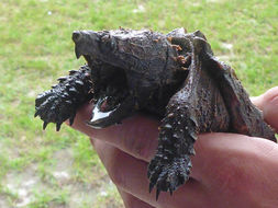 Image of Suwannee alligator snapping turtle