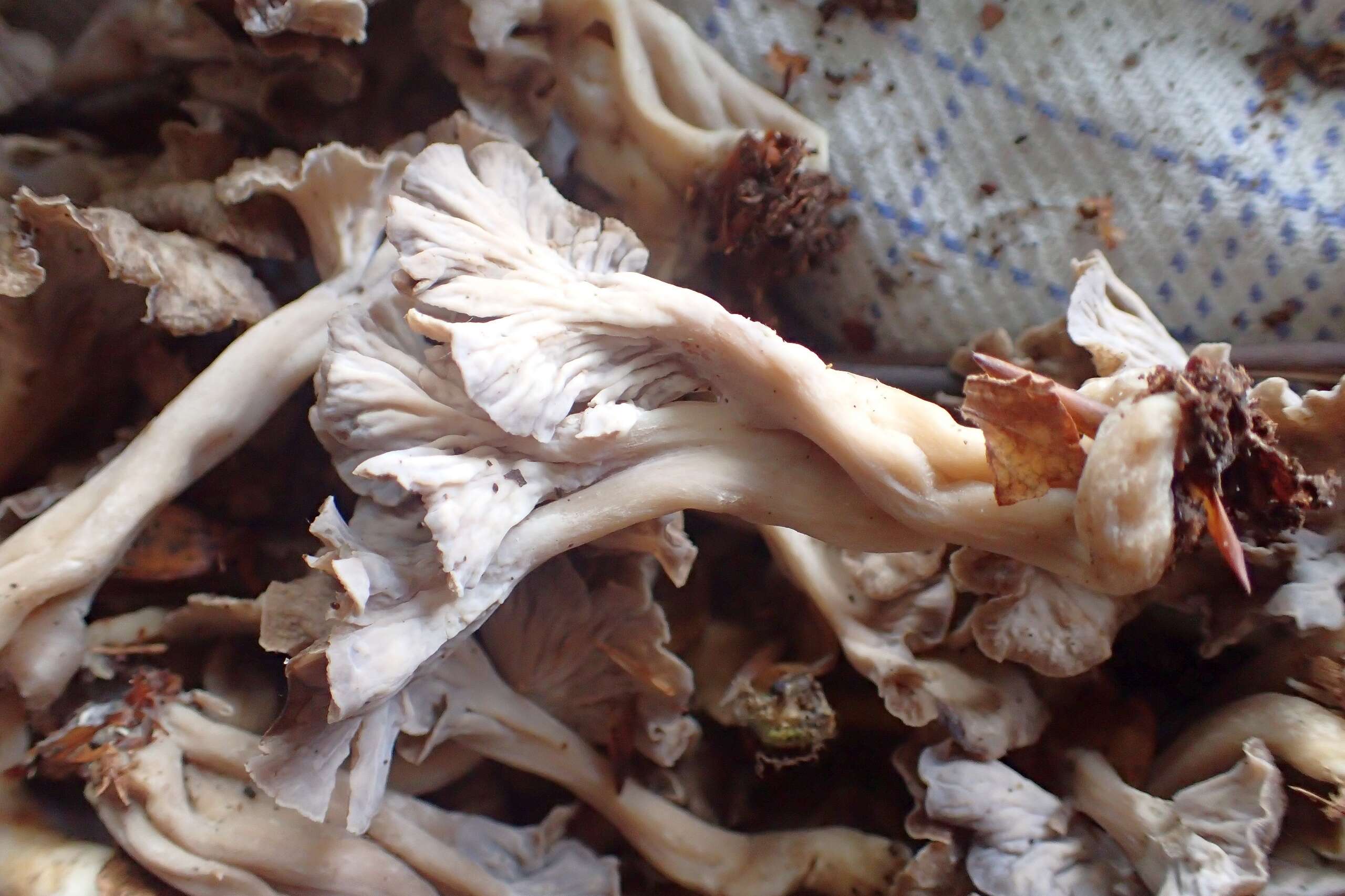 Image de Chanterelle sinueuse