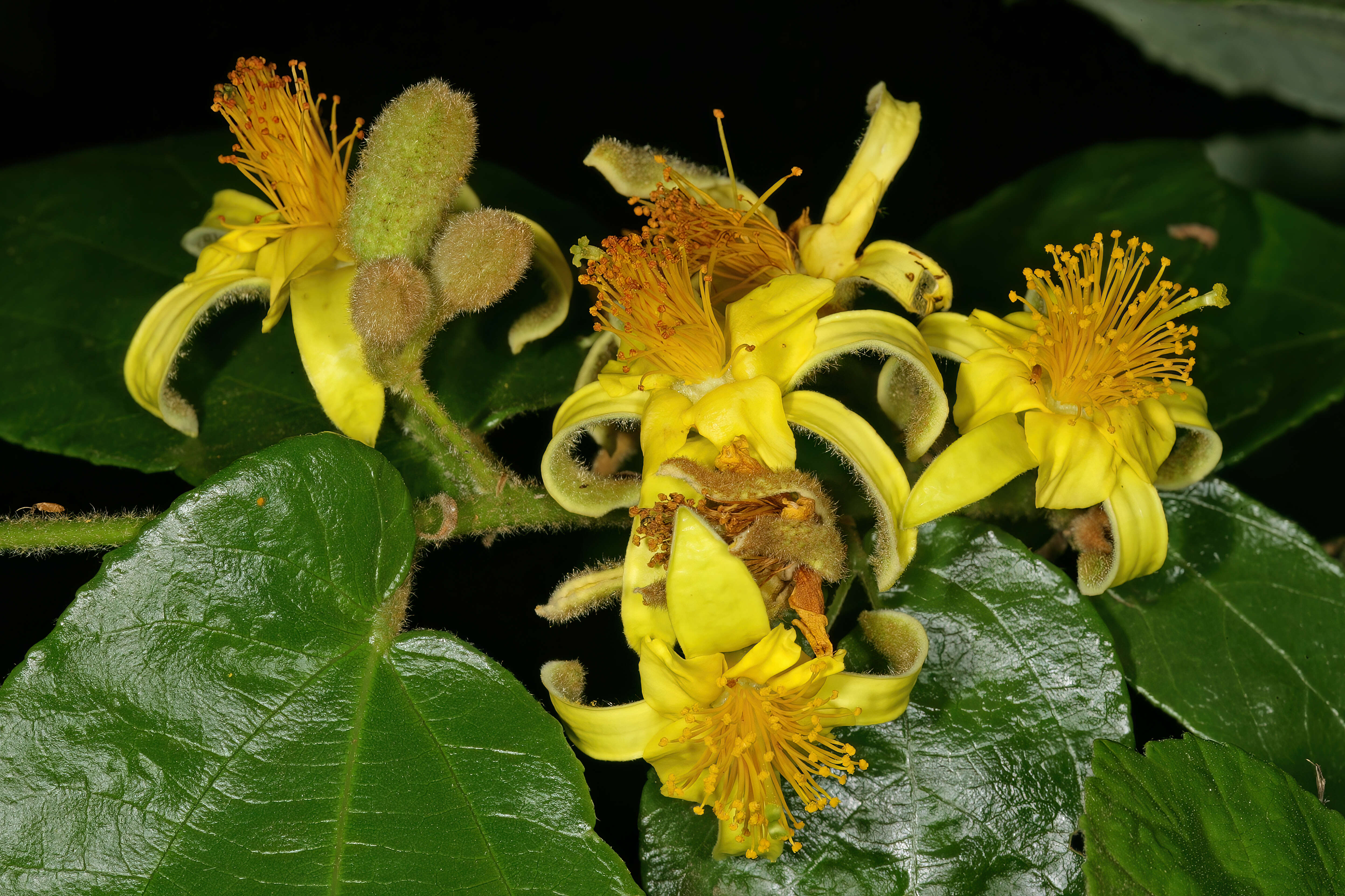 Image de Grewia hexamita Burret