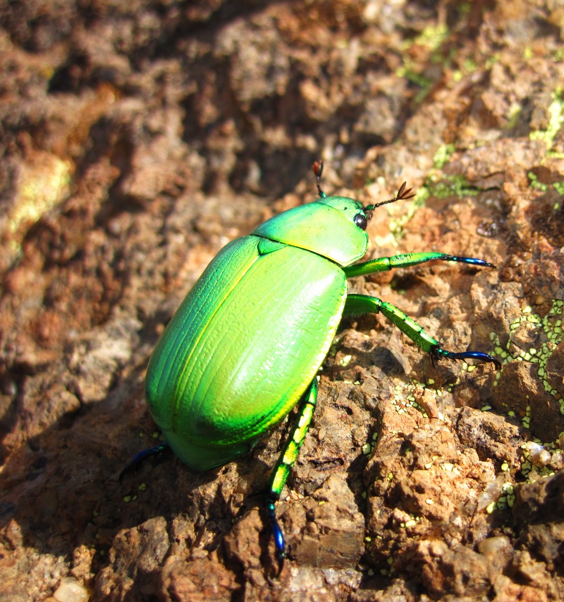 超特価sale開催！】 Chrysina clypealis ［標本］やっさん 虫類用品 