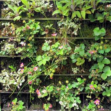 Image of Garden strawberry