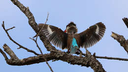 Image of Striped Kingfisher