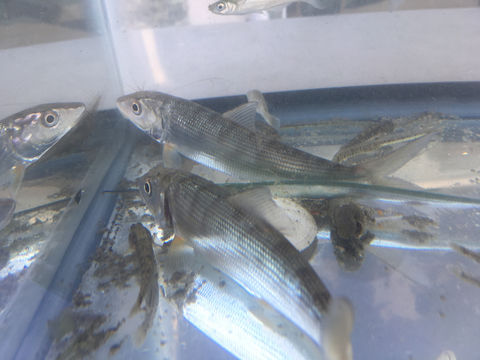 Image of Bonefish