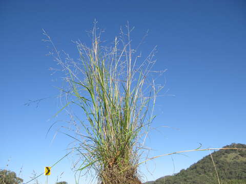 Imagem de Panicum queenslandicum Domin