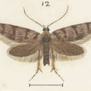 Image of Euchersadaula tristis Philpott 1926