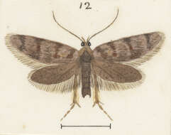 Image de Euchersadaula tristis Philpott 1926