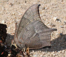 Image of Goatweed Leafwing