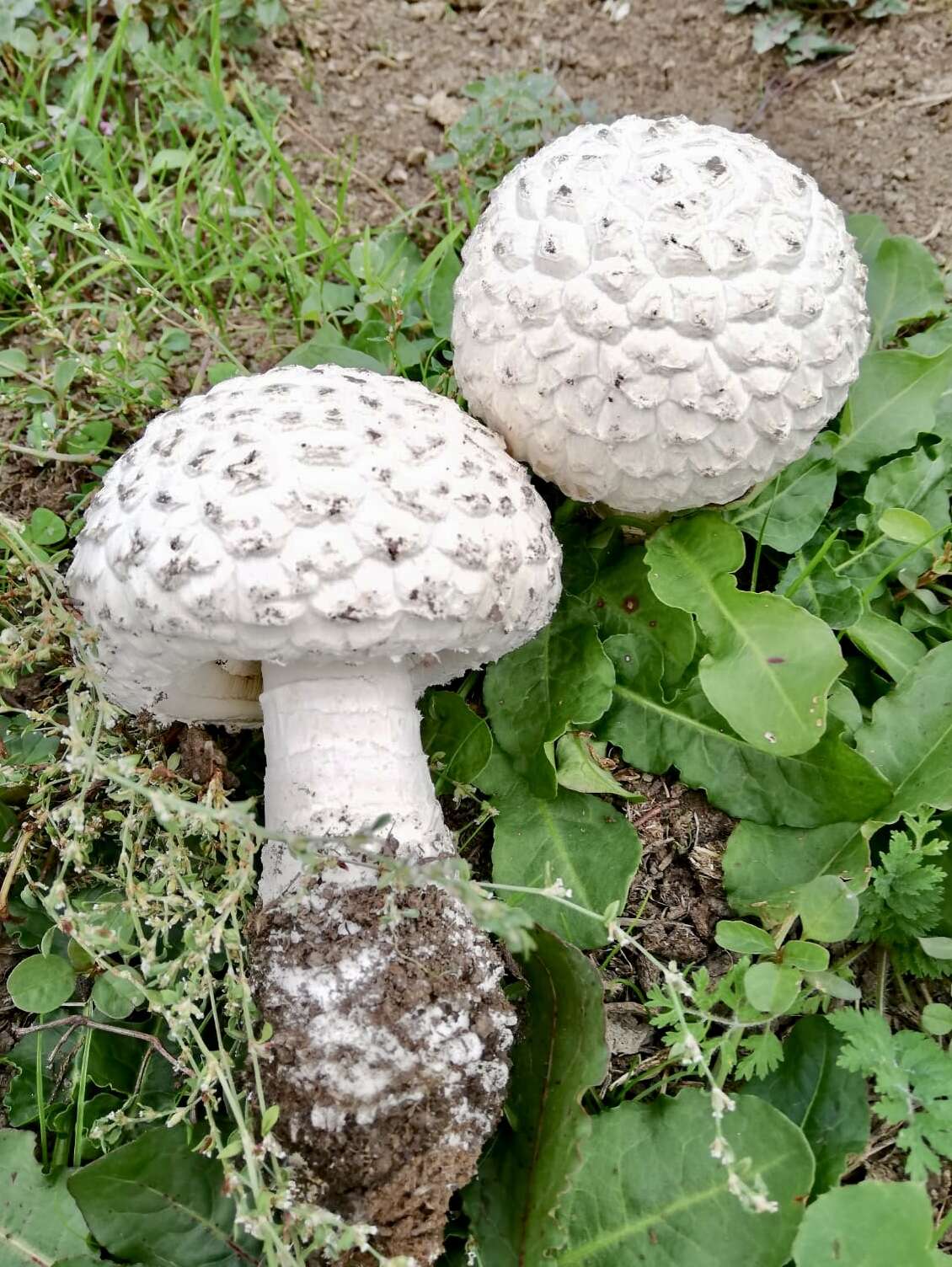 Image of Amanita strobiliformis (Paulet ex Vittad.) Bertill. 1866