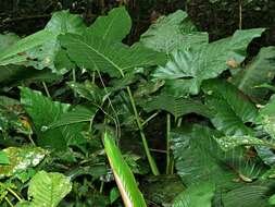 Plancia ëd Alocasia sarawakensis M. Hotta