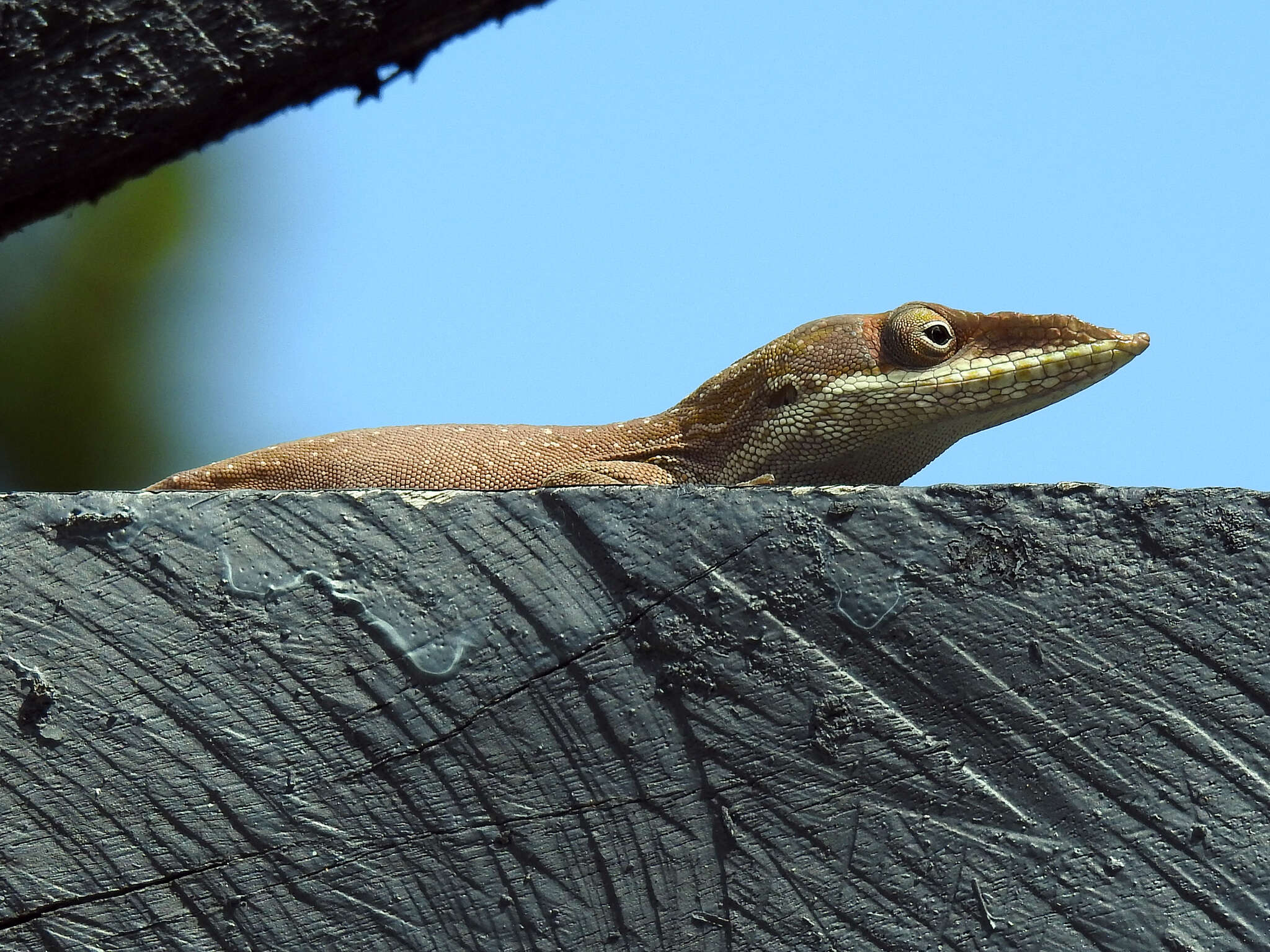 Image of Allison's Anole