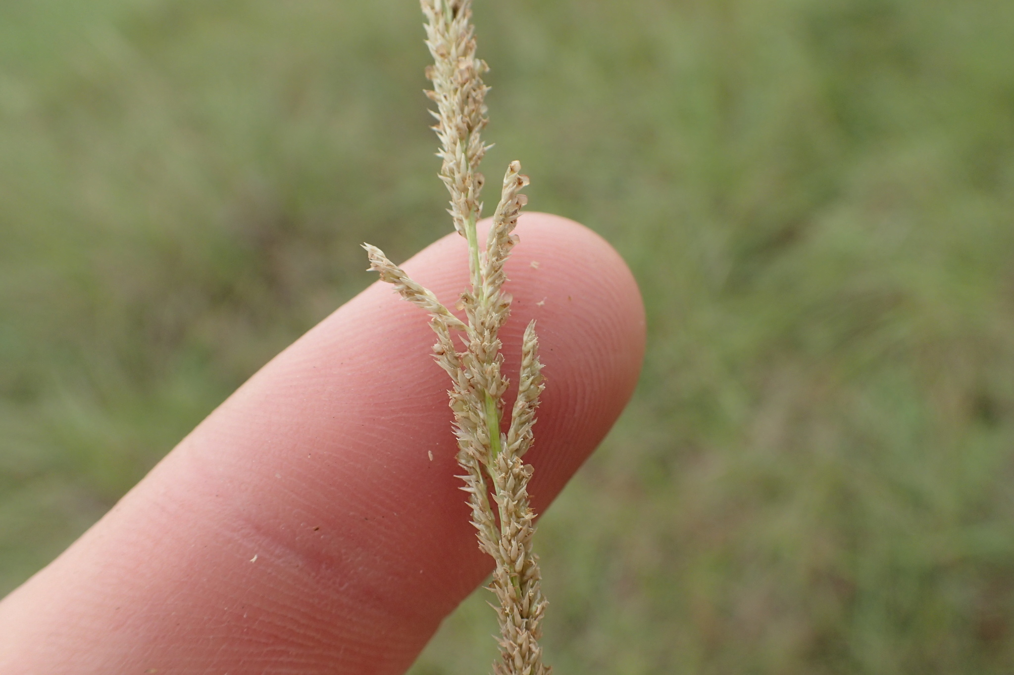 Image of <i>Sporobolus indicus</i>
