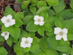 Image of bunchberry dogwood