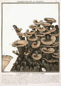 Image of Auricularia mesenterica (Dicks.) Pers. 1822