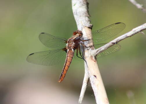 Image of Chalk-fronted Corporal