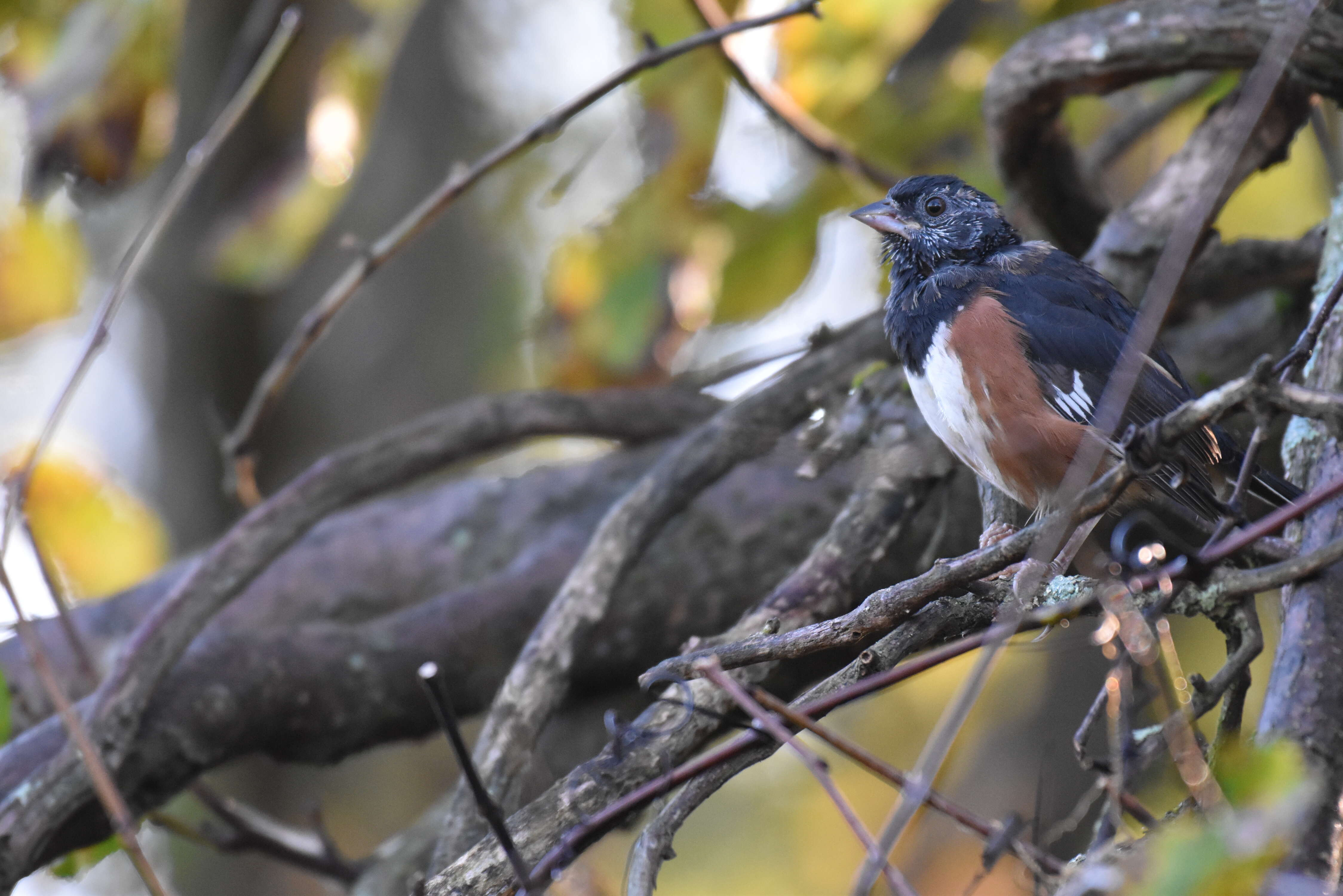 Image of Eastern Towhee