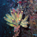 Image of Branching tube sponge