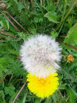 Image of Common Dandelion