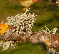 Image of Cartilage lichen