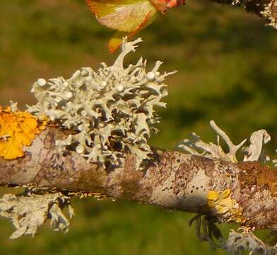 Image of Cartilage lichen