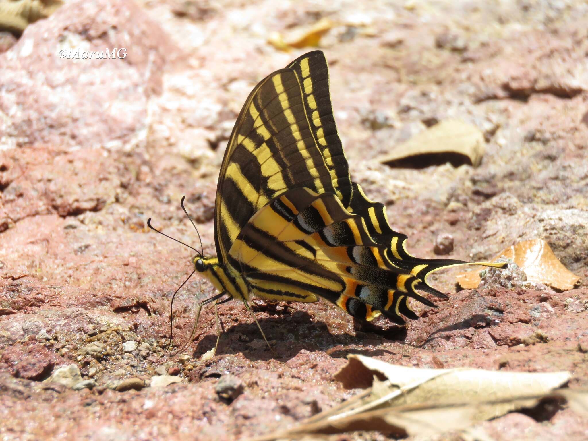 Sivun Papilio pilumnus Boisduval 1836 kuva