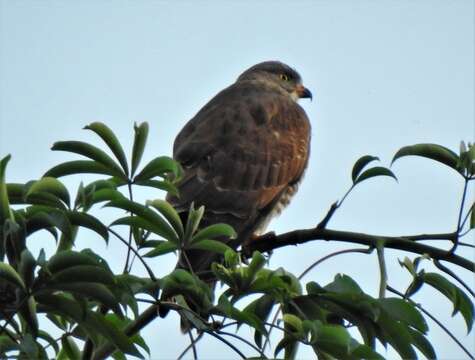 Image of Grey-faced Buzzard