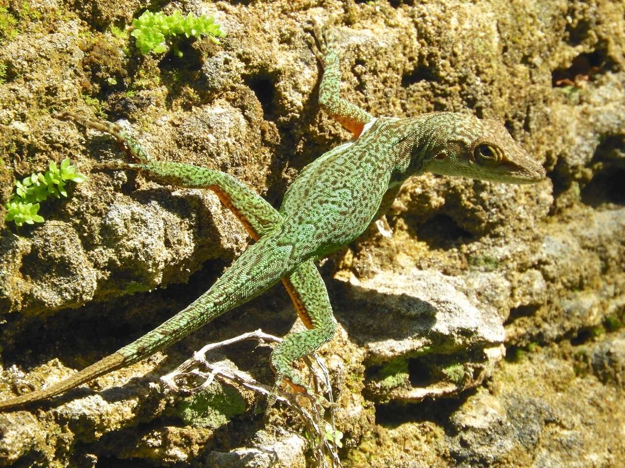 Image of Leach's Anole