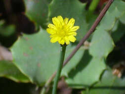 Image of Hyoseris scabra L.