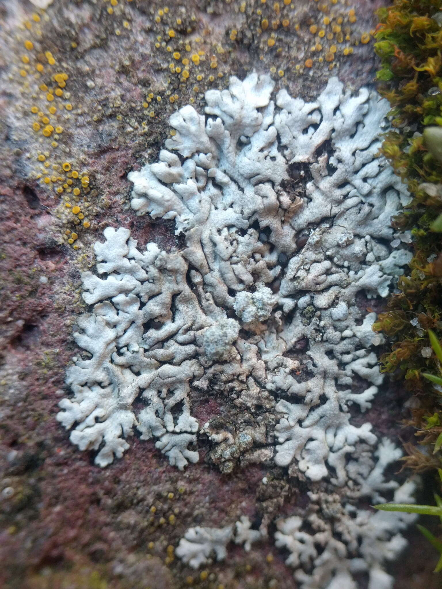 Image of Blue-gray rosette lichen