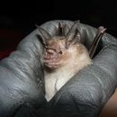 Image of Geoffroy's Trident Leaf-nosed Bat