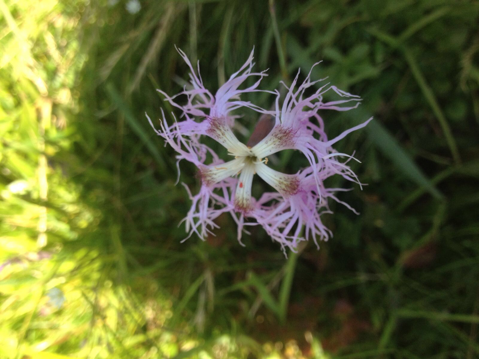 Image of <i>Dianthus superbus</i>