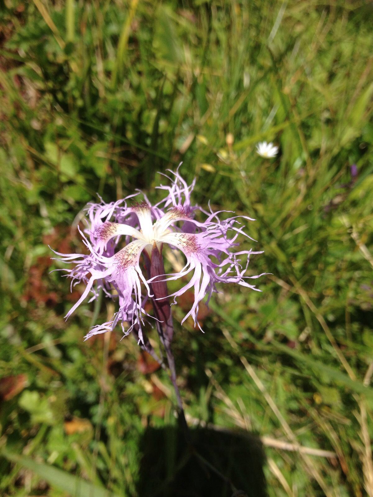 Image of <i>Dianthus superbus</i>