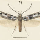 Image of Kiwaia glaucoterma Meyrick 1911