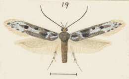 Image of Kiwaia glaucoterma Meyrick 1911