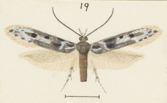 Image of Kiwaia glaucoterma Meyrick 1911