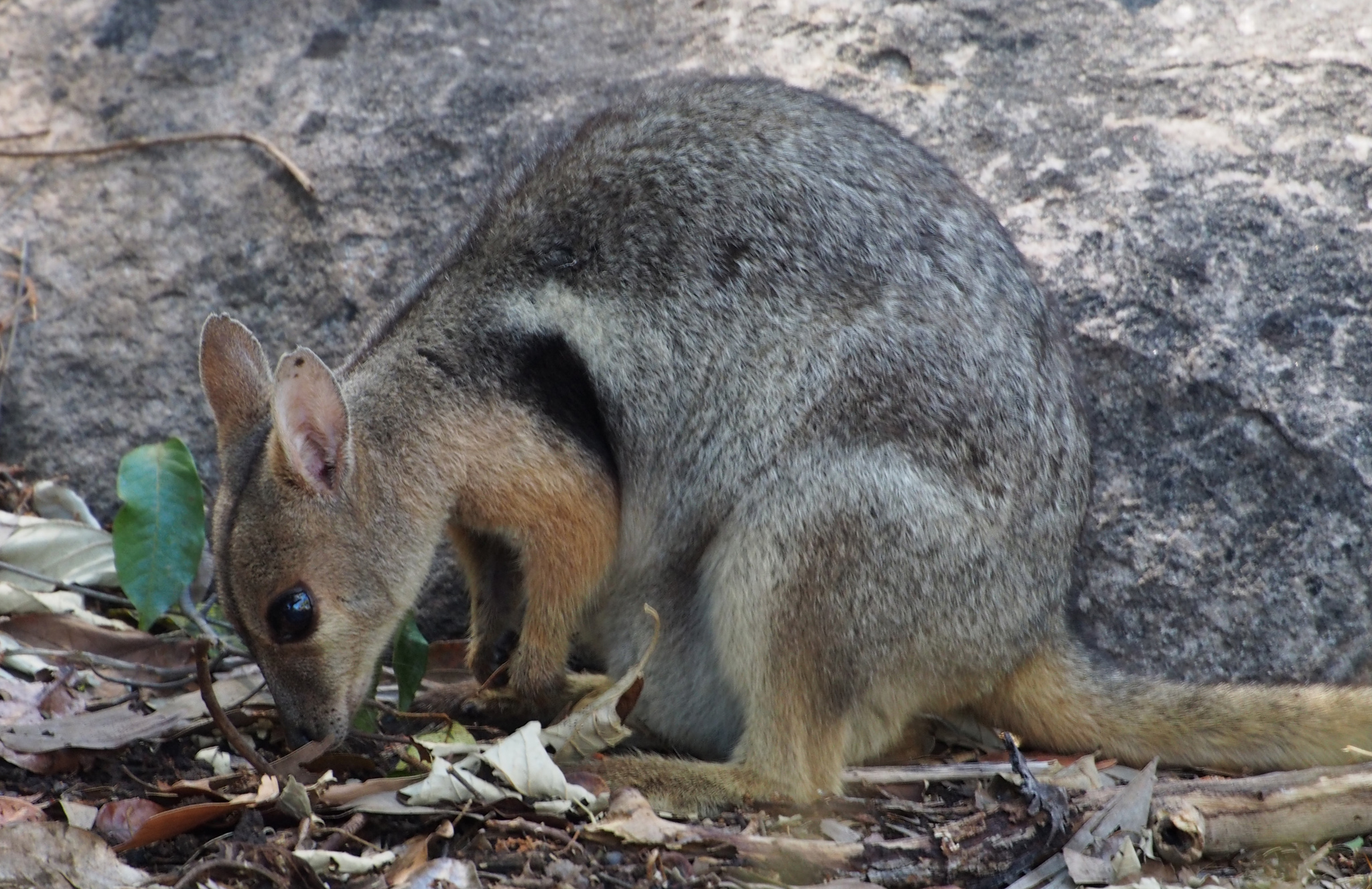 Short-eared Rock Wallaby media - Encyclopedia of Life