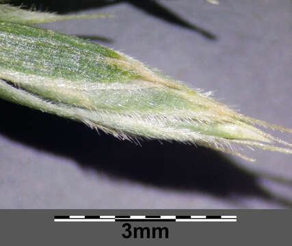 Image of Festuca rupicola Heuff.