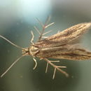 Image of bristle-legged moths