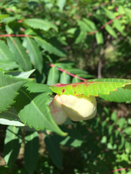 18.https www inaturalist org photos 4556355.580x360