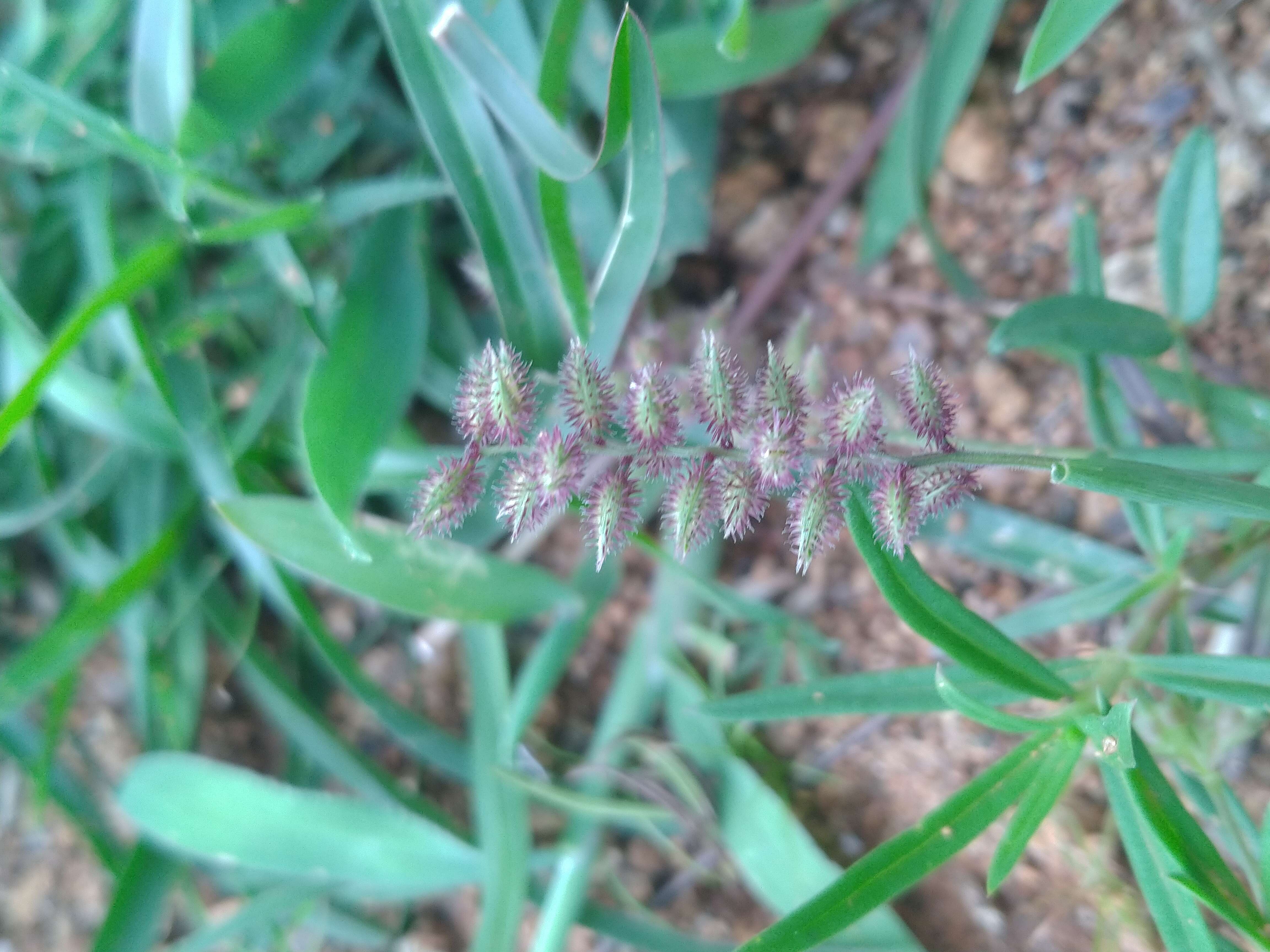 Image of stalked bur grass