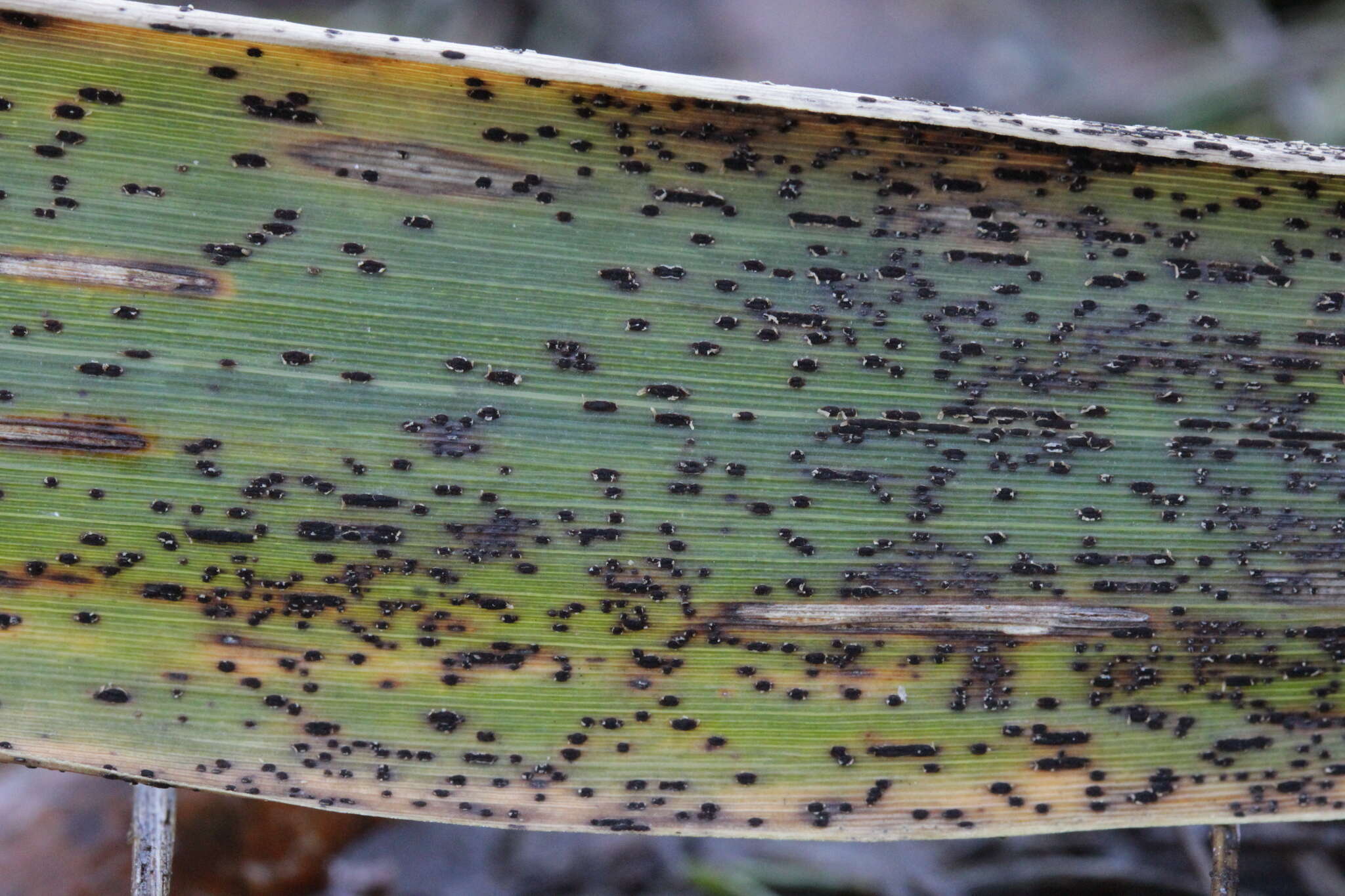 Image of Stem rust