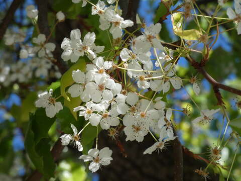 Plancia ëd Pyrus communis L.