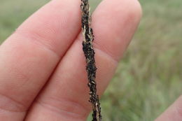 Image of <i>Sporobolus indicus</i>